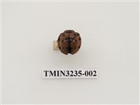 藏品(大突肩瓢蟲)的圖片